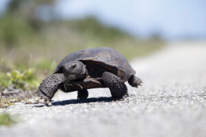 Gopher Tortoise Day is April 10!